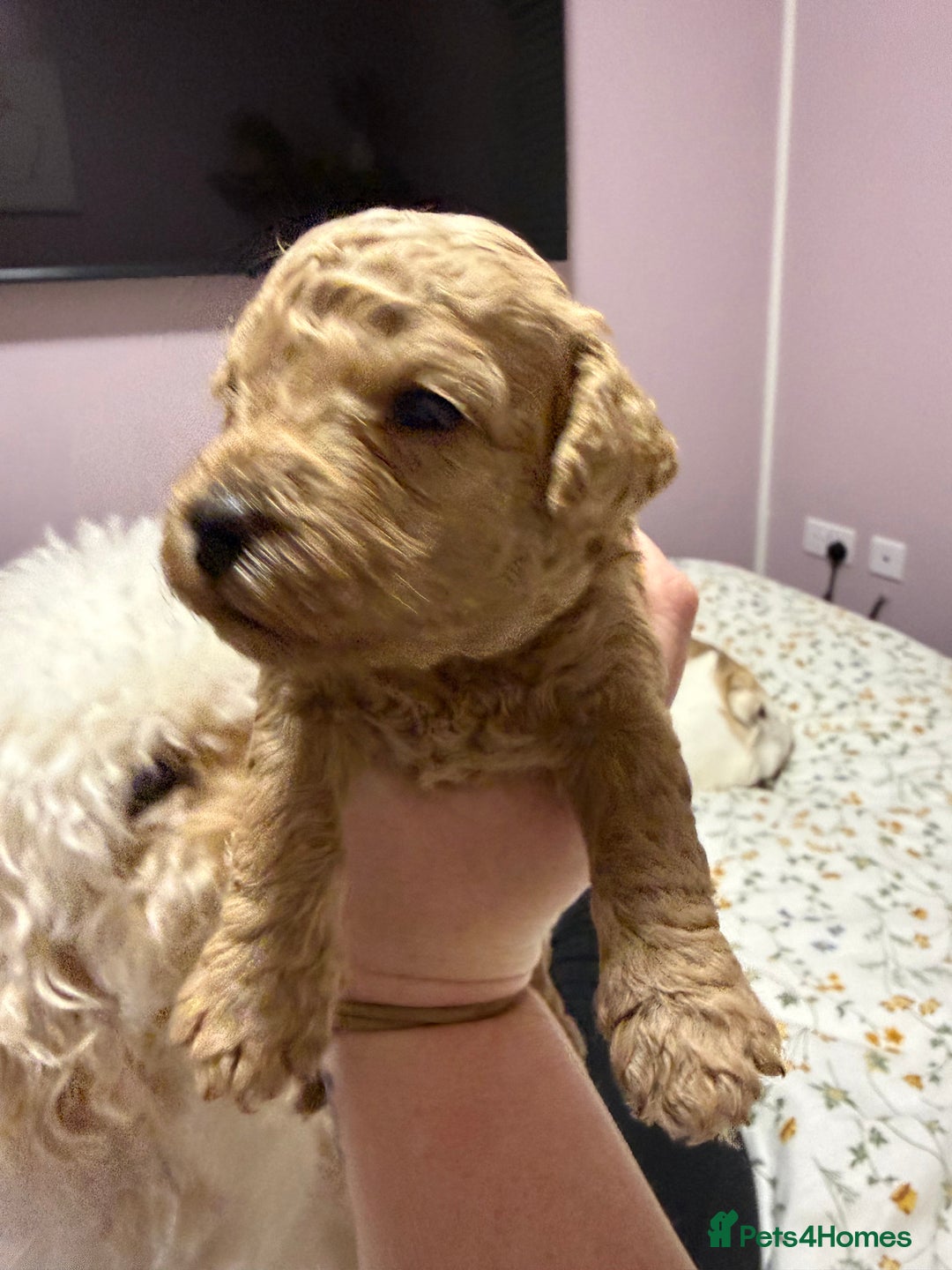 Cavapoo dogs for sale: 4 Beautiful f1b Cavapoo Puppies  - Advert 8