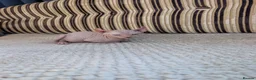 Sphynx cats for sale: Ready for reservation  - Advert 10