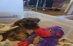 Mixed Breed dogs for sale: Chihuahua x boy - Image 2