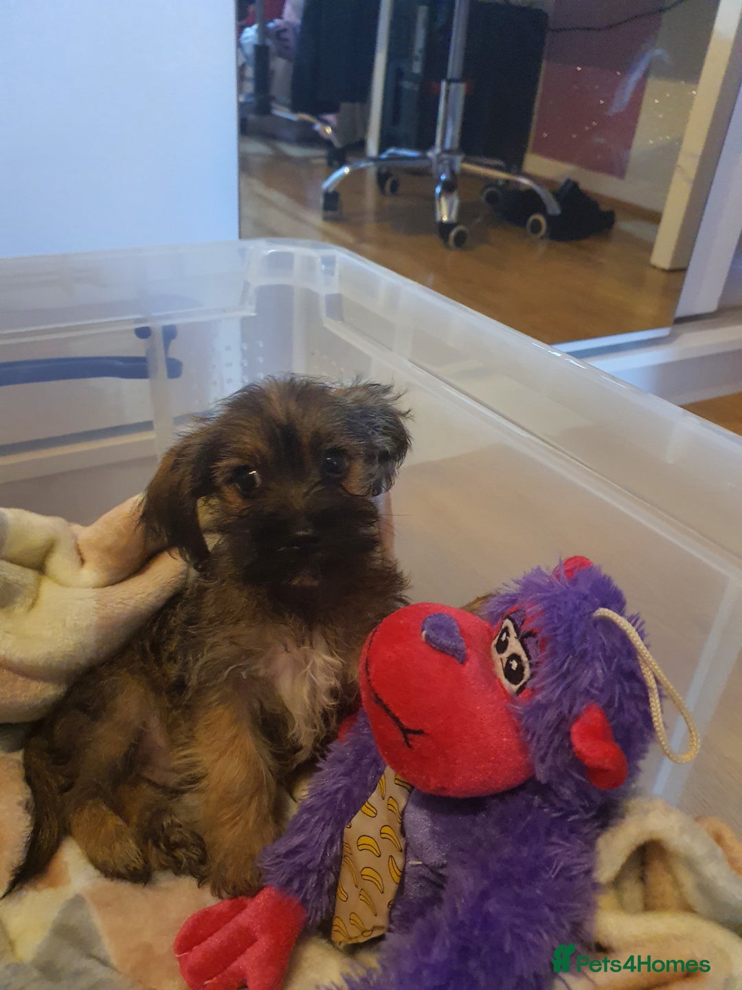 Mixed Breed dogs for sale: Chihuahua x boy - Image 2