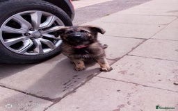 German Shepherd dogs for sale: German shepherd bitch  - Image 5