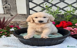 Golden Retriever dogs for sale: 4 left gorgeous kc reg golden retriever puppies  - Image 13