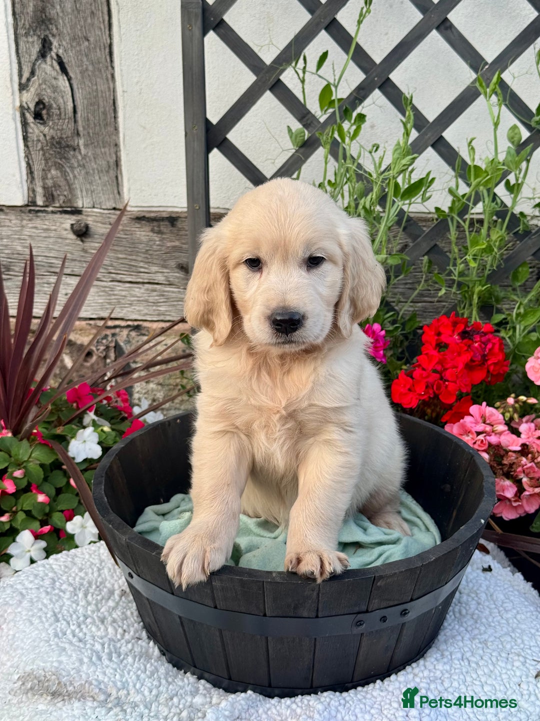 Golden Retriever dogs for sale: 4 left gorgeous kc reg golden retriever puppies  - Image 13
