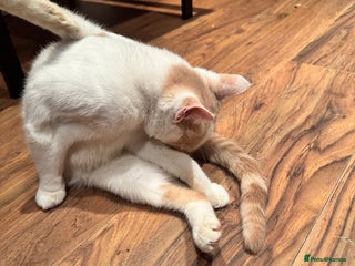 Domestic Shorthair cats Beautiful cat needs home asap - Advert 8