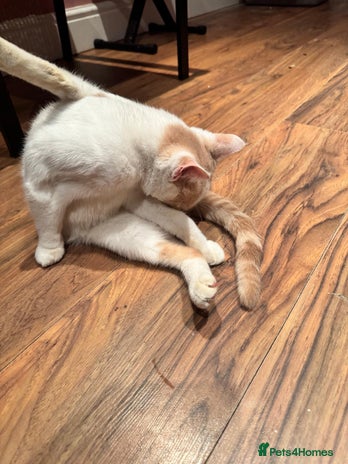 Domestic Shorthair cats Beautiful cat needs home asap - Advert 3