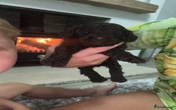 Cockapoo dogs for sale: Cockerpoos  - Image 9