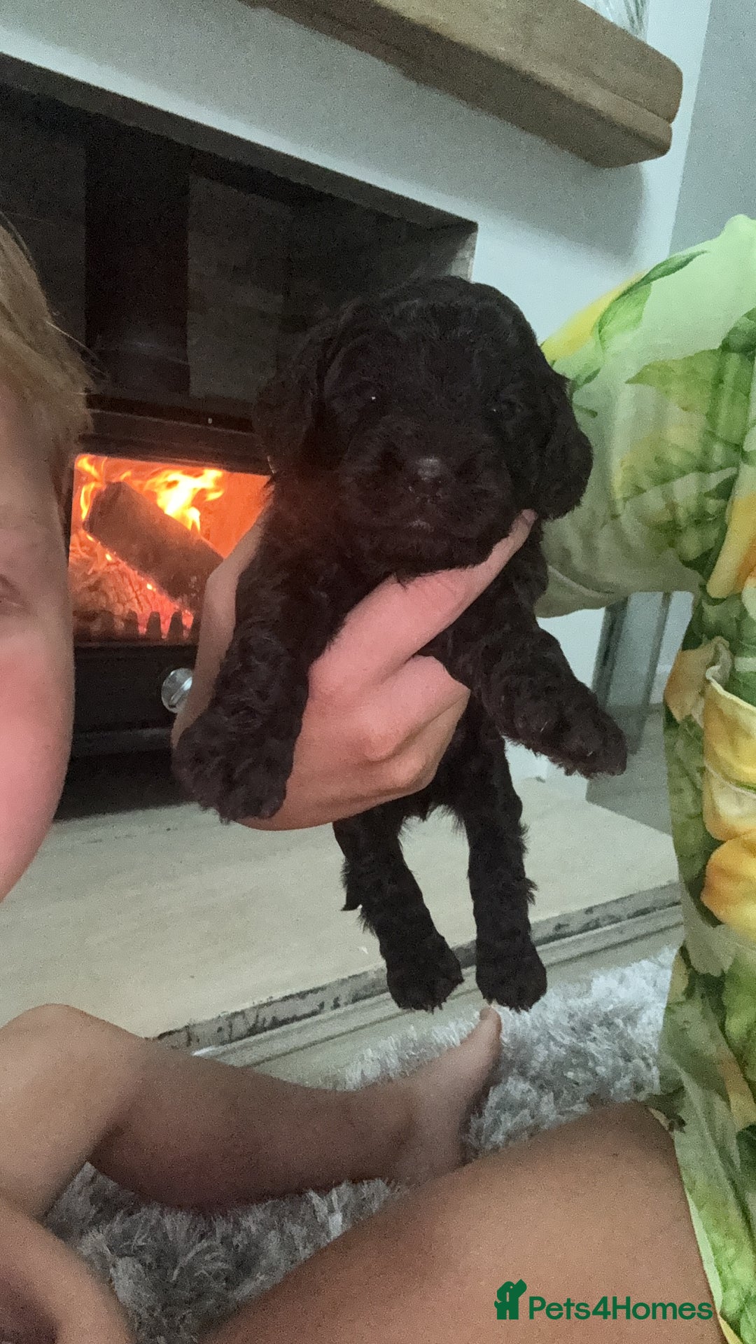 Cockapoo dogs for sale: Cockerpoos  - Image 9