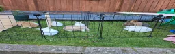Mini Lion Lop rabbits for sale: Bany mini lop and lionheads - Advert 25