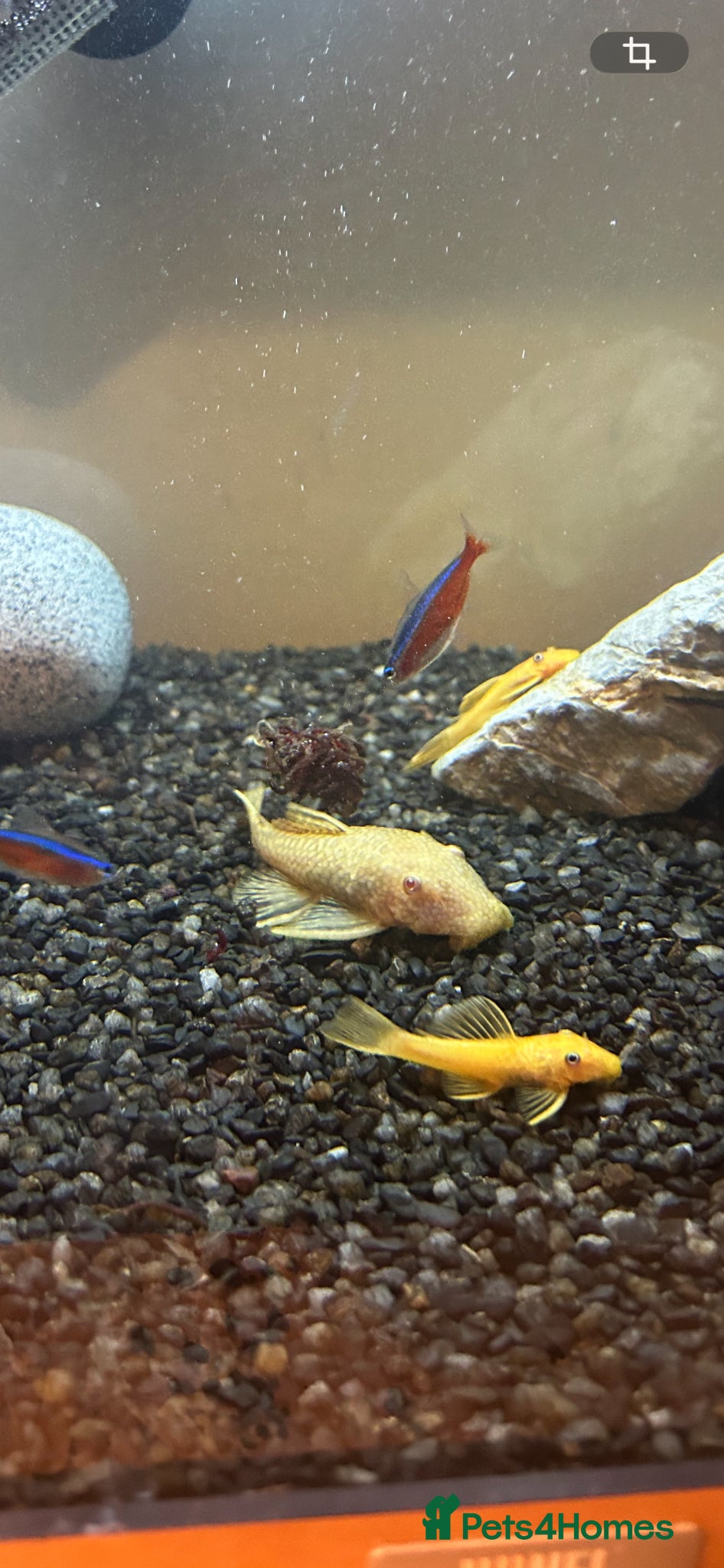 Plecos fish Albino Pleco - Advert 1