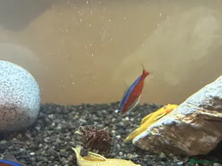 Plecos fish Albino Pleco - Advert 1