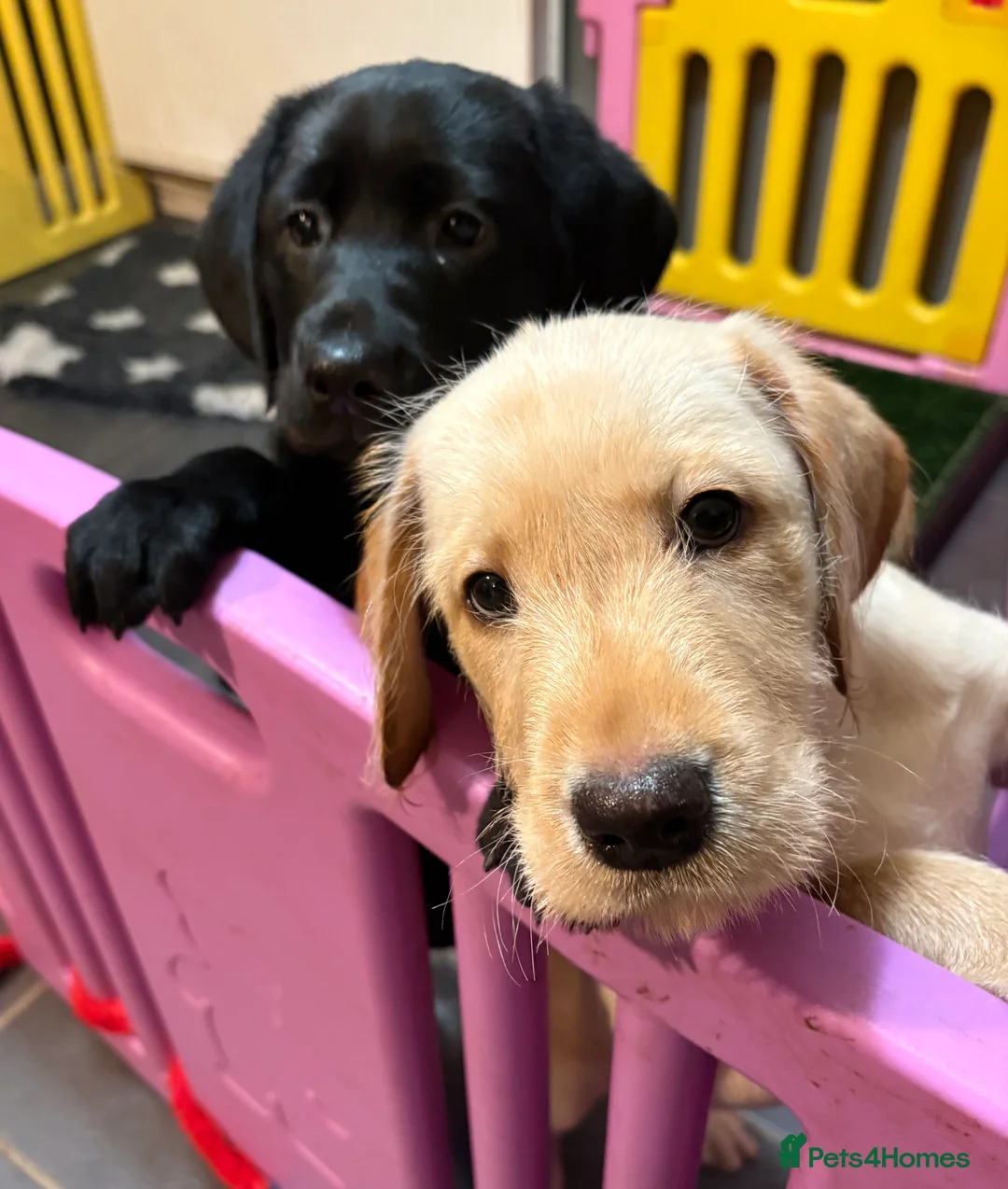 Mixed Breed dogs for sale: Eap and Merina-Vizslador pups - Advert 1