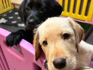 Mixed Breed dogs Eap and Merina-Vizslador pups - Advert 5