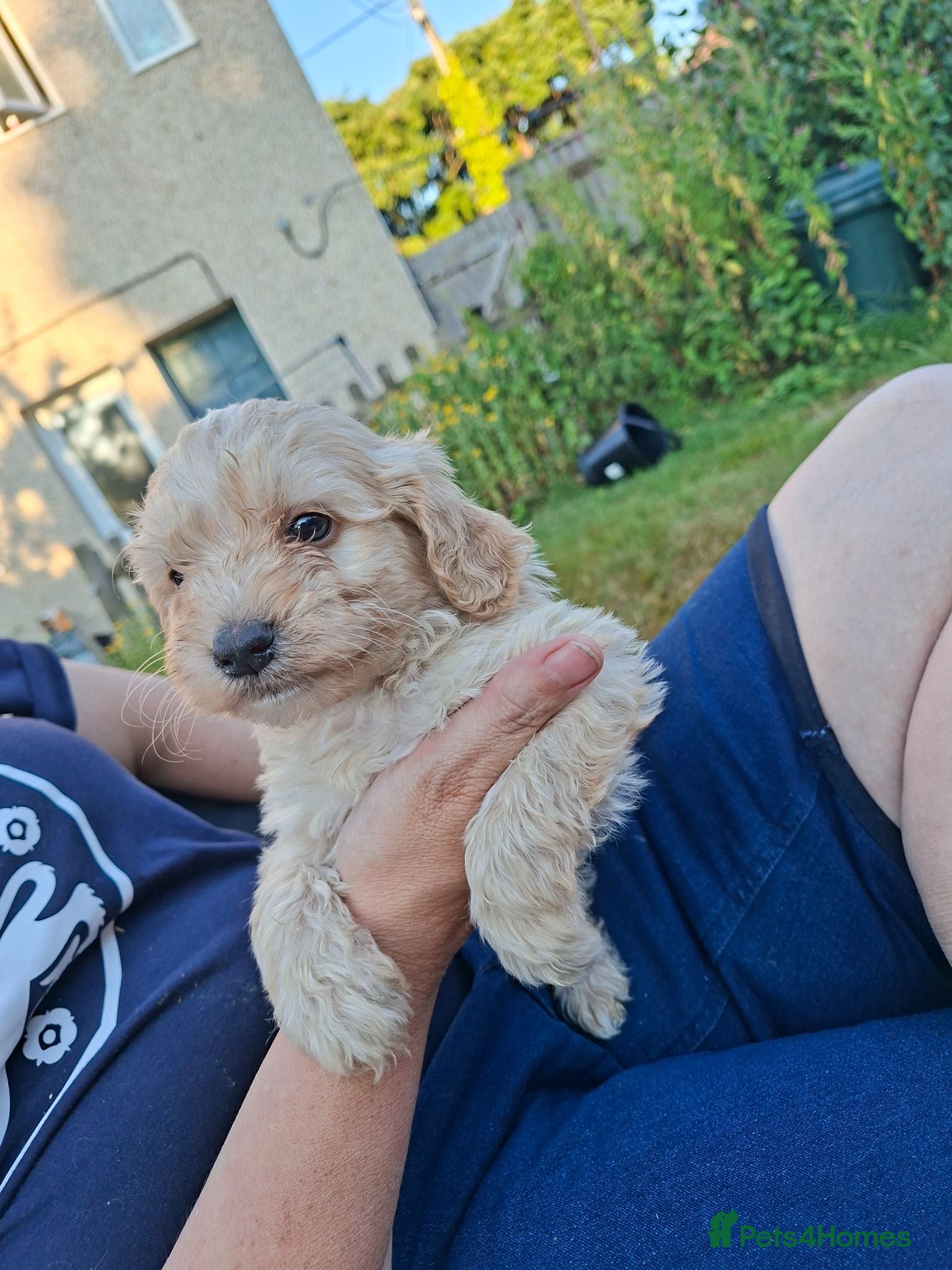 Cockapoo dogs Two amazing Girls and one stunning boy available  - Advert 2