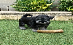 Miniature Schnauzer dogs for sale: Pure bred Miniature Schnauzer Puppies for Sale - Image 7