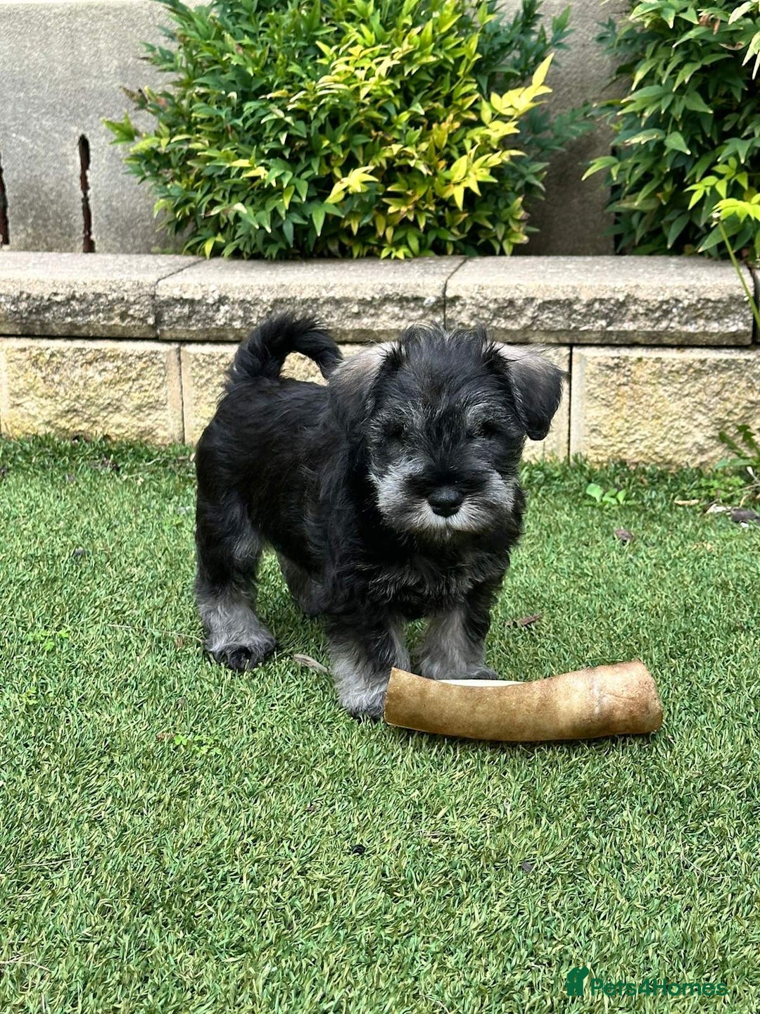 Miniature Schnauzer dogs for sale: Pure bred Miniature Schnauzer Puppies for Sale - Image 7