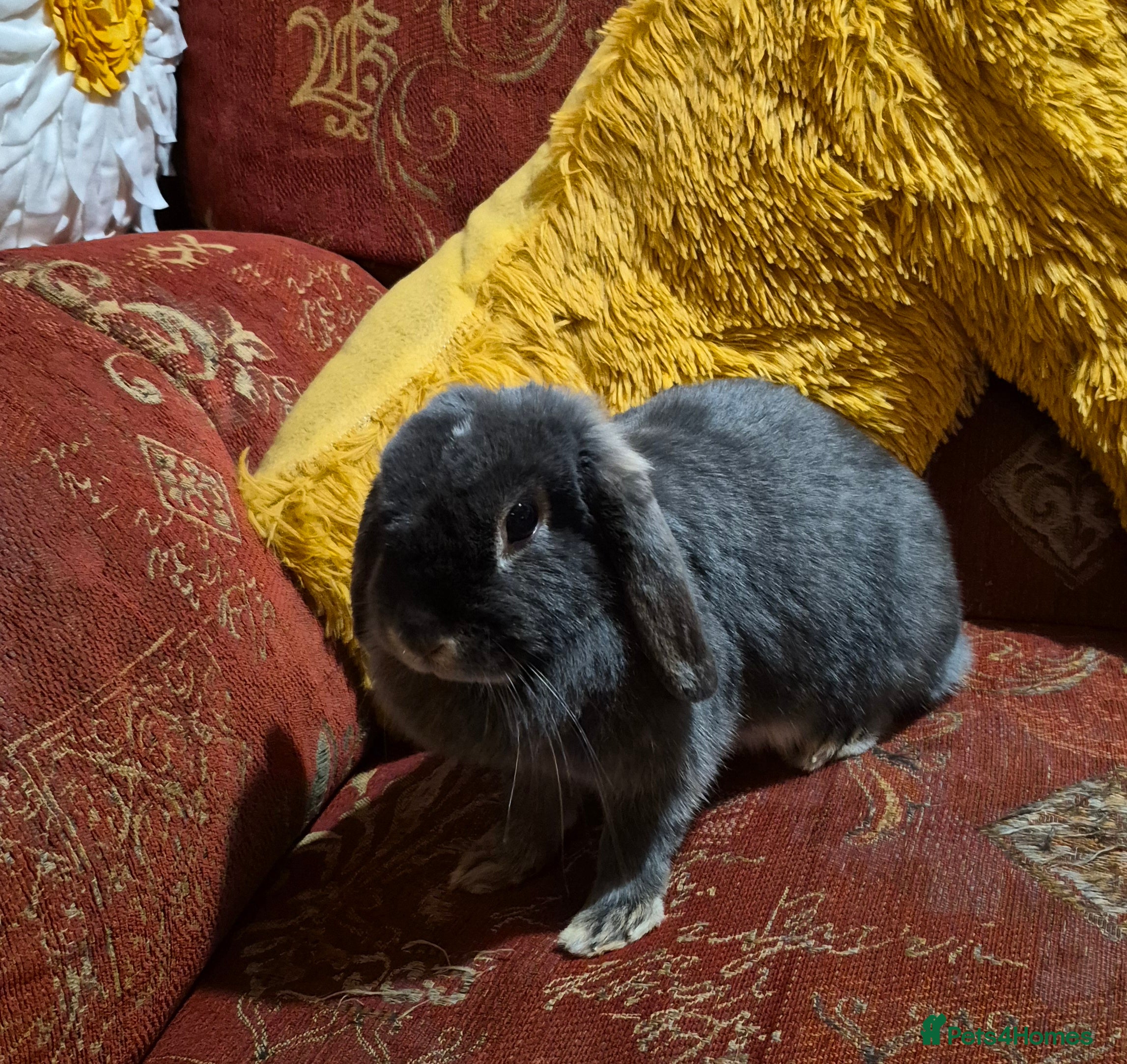 Dwarf Lop rabbits Lop Earred Rabbit - Advert 3