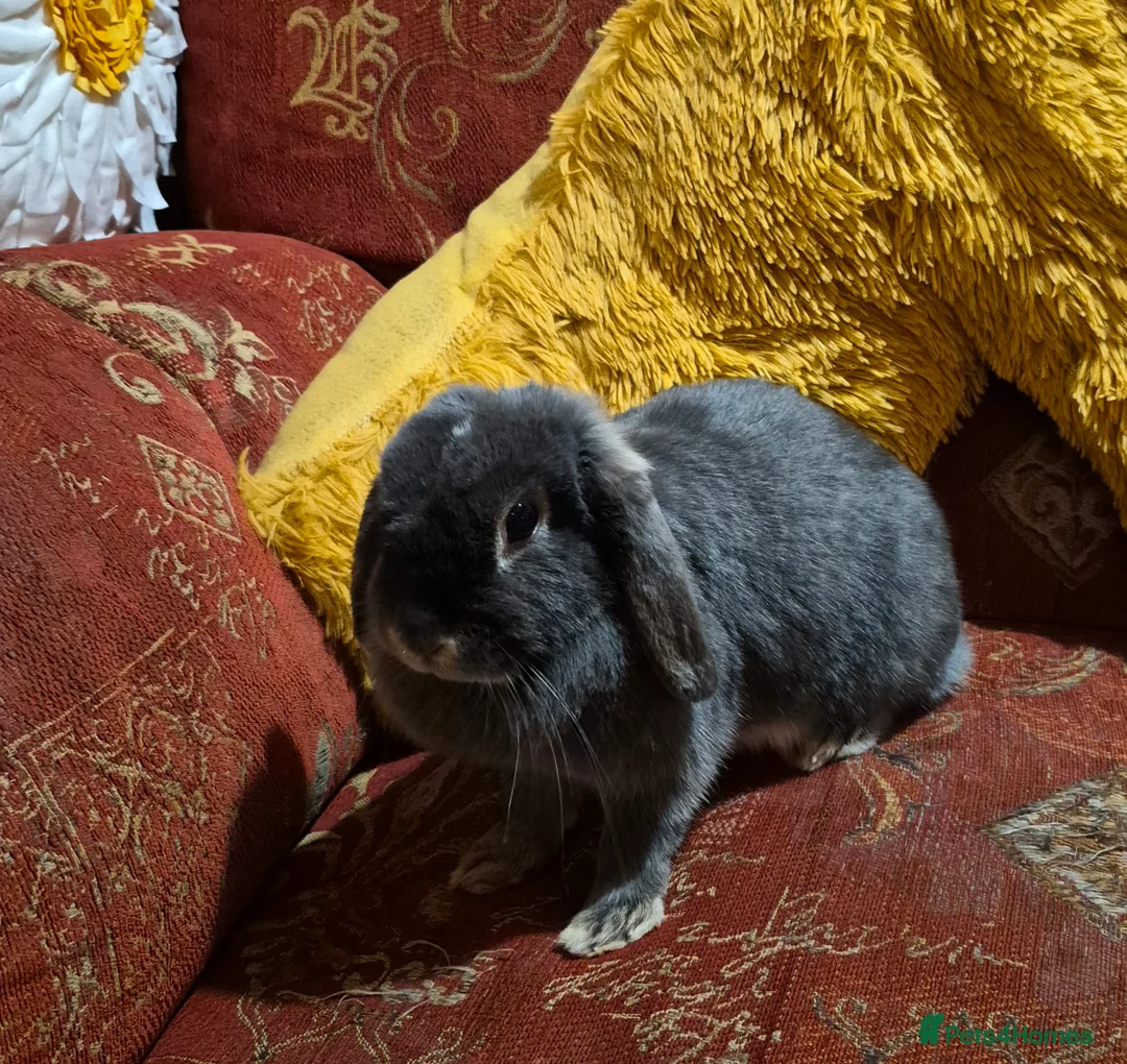 Dwarf Lop rabbits for sale: Lop Earred Rabbit in Gloucester - Advert 1