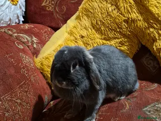 Dwarf Lop rabbits Lop Earred Rabbit - Advert 3