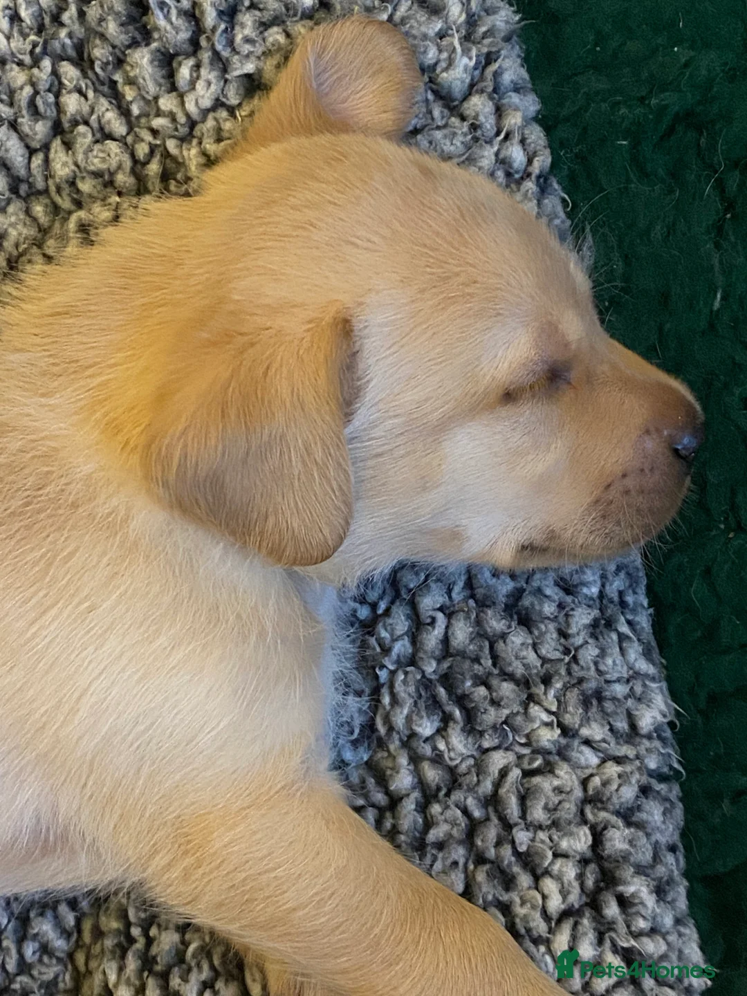 Labrador Retriever dogs for sale: Fully Health Tested KC Registered Labrador Puppy - Advert 3