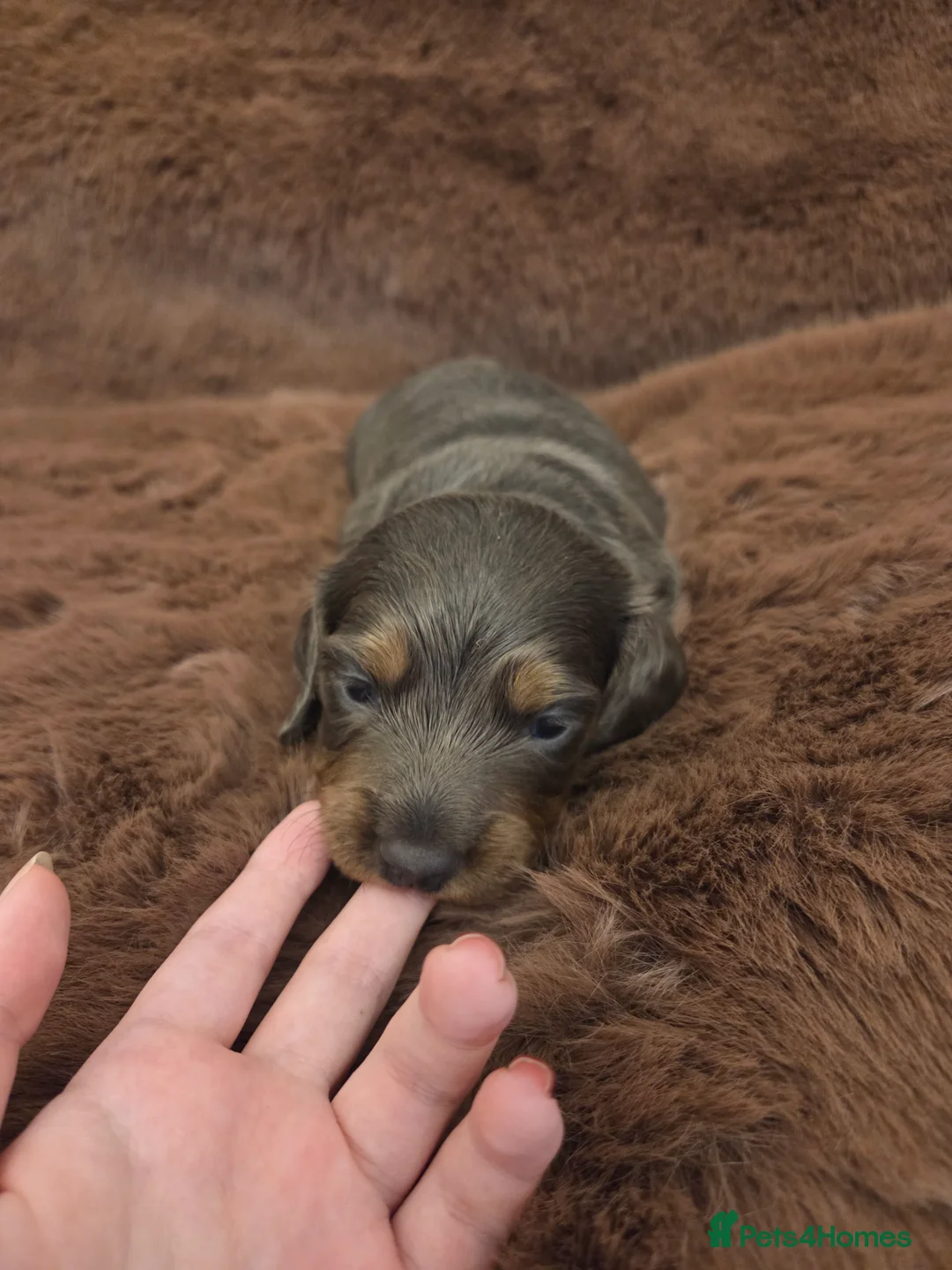Miniature Dachshund dogs for sale: Longhaired minature dachshunds  - Advert 12