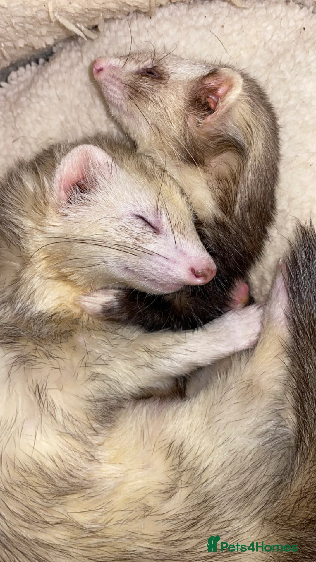 Ferret rodents for sale: (STILL AVALIABLE) Two hobs for rehoming. - Advert 2