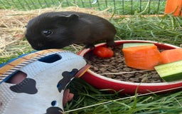 Guinea Pig rodents for sale: Male Guinea pig - Image 2
