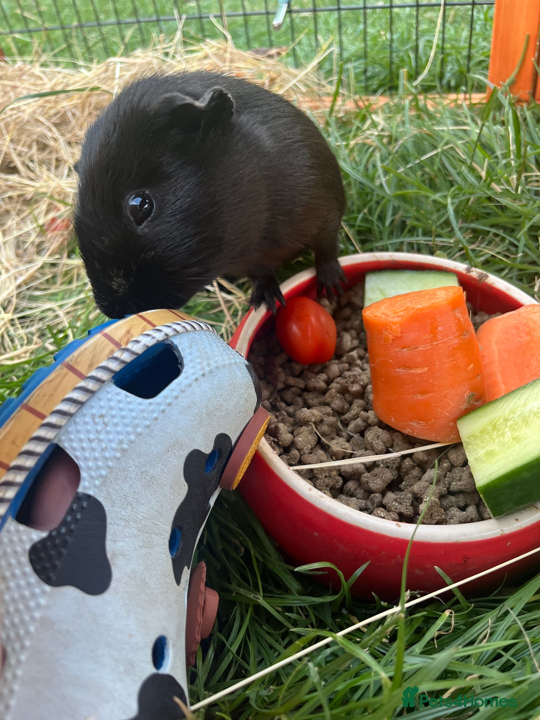 Guinea Pig rodents for sale: Male Guinea pig - Image 2