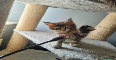 Maine Coon cats - Advert 5