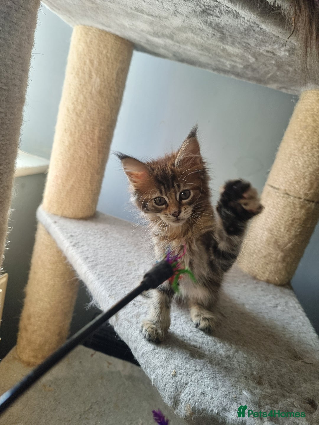 Maine Coon cats for sale: LAST FEMALE!!Beautiful maine coons - Image 3