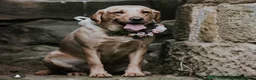 Labrador Retriever dogs for sale: UTTERLY GORGEOUS CHUNKY YELLOW KC REG LAB PUPPY - Advert 18