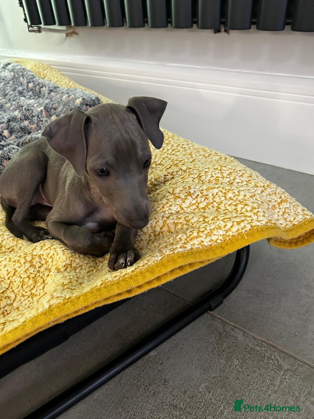 Italian Greyhound dogs for sale: Beautiful Italian greyhound puppies  - Image 27