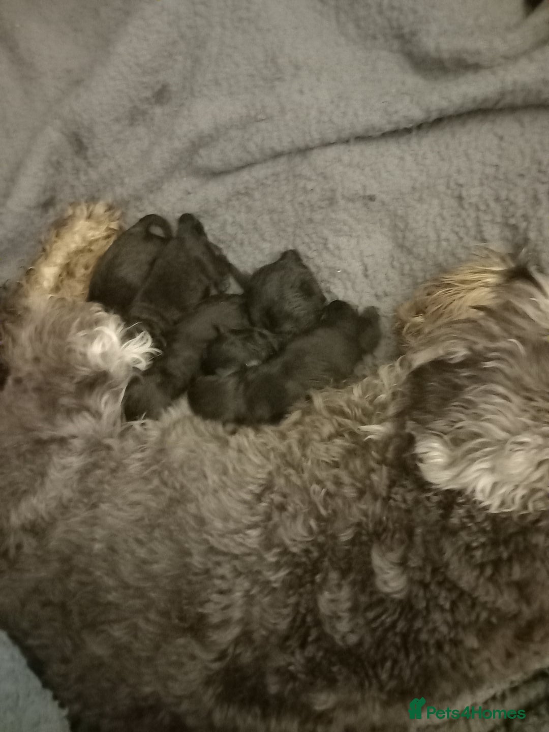 Mixed Breed dogs for sale: TOY SHNOODLES READY 21 DEC - Advert 2