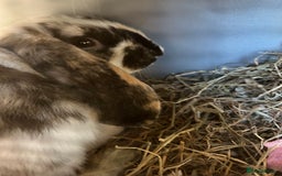 Mixed Breed rabbits for sale: Sweet Rabbit looking for a forever home - Advert 3