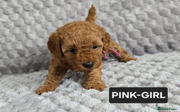 Toy Poodle dogs for sale: STUNNING RED TOY POODLE 🤩🐶 - Image 4