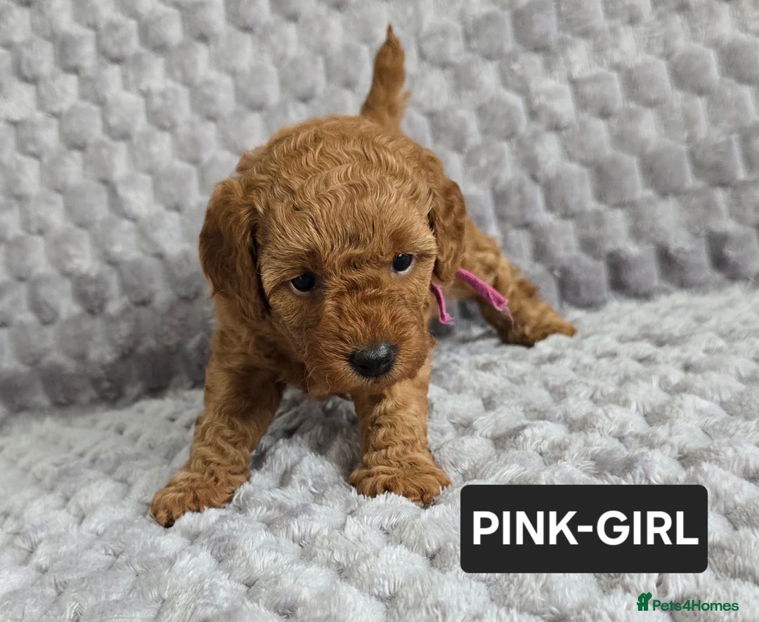 Toy Poodle dogs for sale: STUNNING RED TOY POODLE 🤩🐶 - Image 4