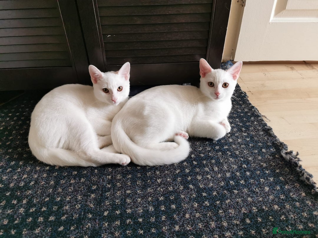 Mixed Breed cats for sale: Ready for new family  - Image 19
