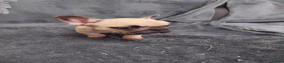French Bulldog Puppy 4