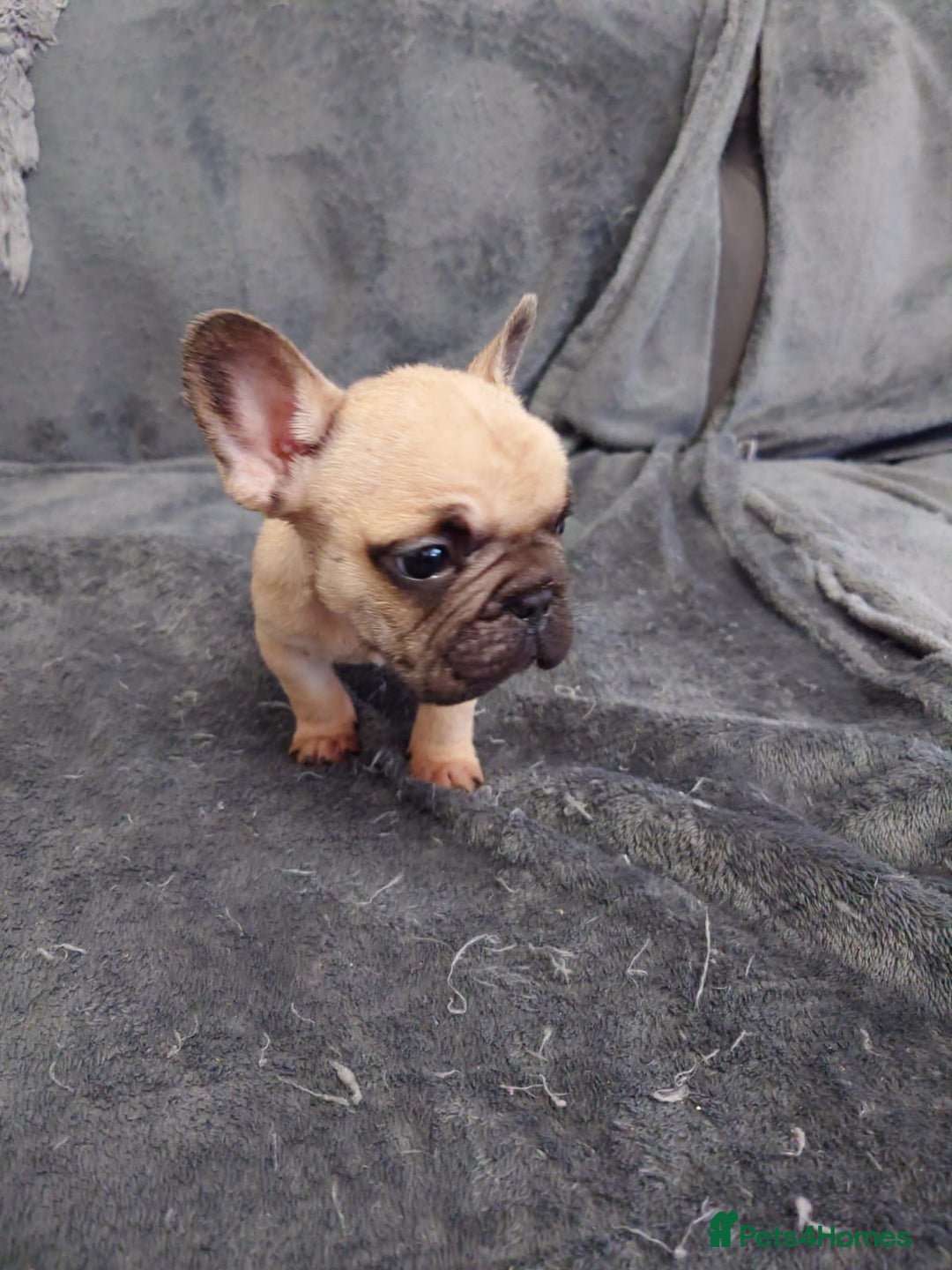 French Bulldog dogs for sale: 4 Beautiful french bulldog puppies  - Image 17