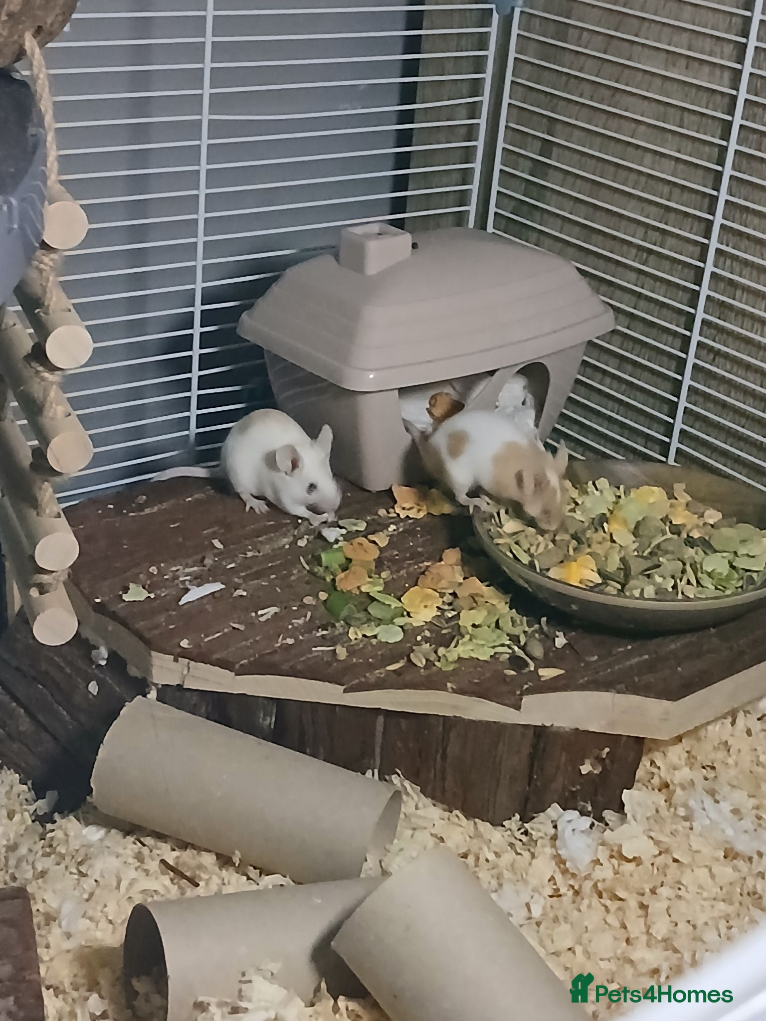 Mouse rodents 2 bonded female mice and cage  - Advert 14