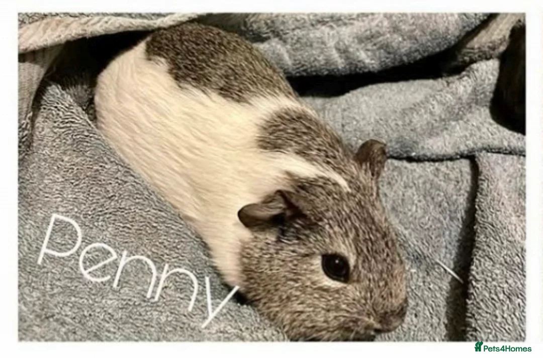 Guinea Pig rodents for sale: 3 female indoor guinea pigs looking for a home in Torquay - Advert 2