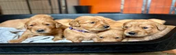Golden Retriever dogs for sale: Fox Red, KC,  Extensively Health Tested Pups - Advert 3