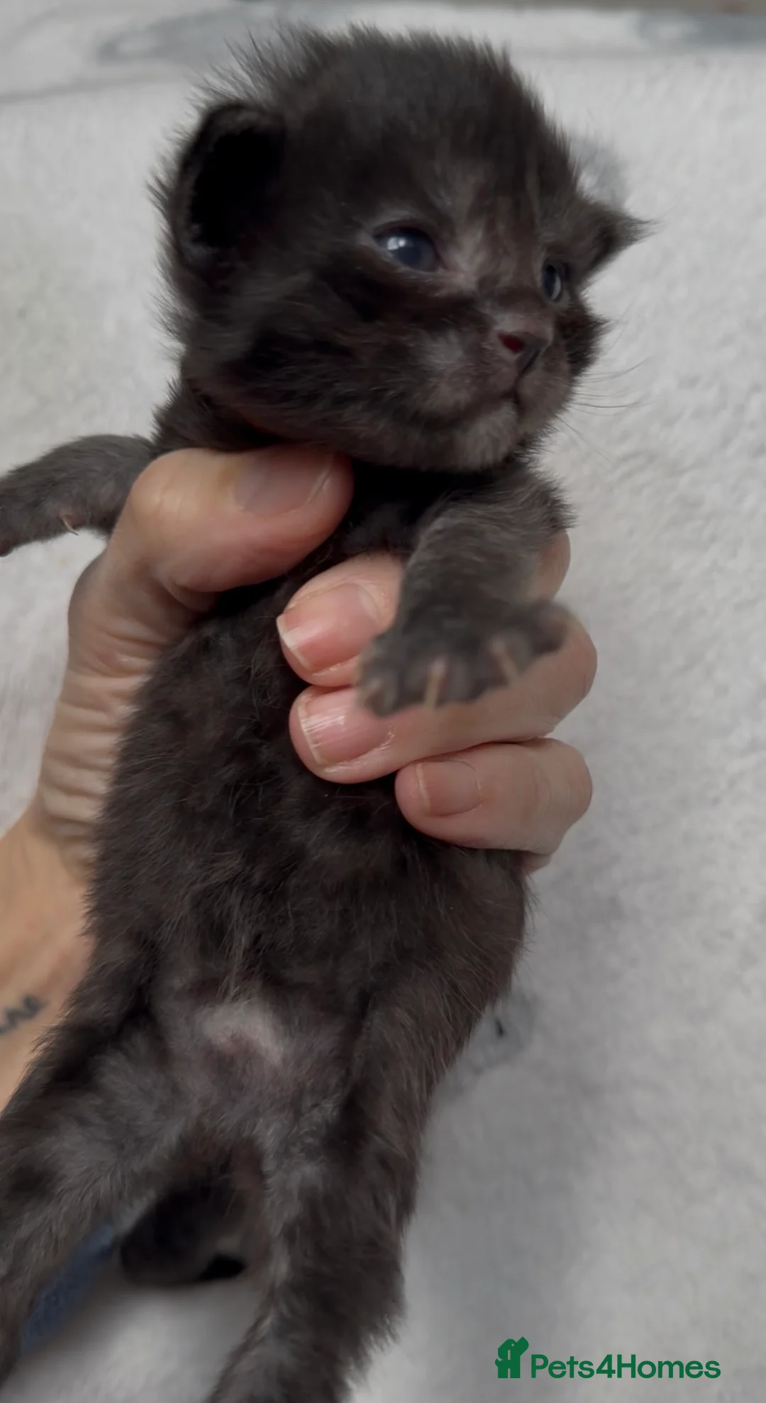 Maine Coon cats for sale: Stunning Maine Coon Kittens Unique Black Smokes - Advert 10