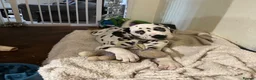 Dalmatian dogs for stud: KC Reg Dalmatian for stud  - Advert 16