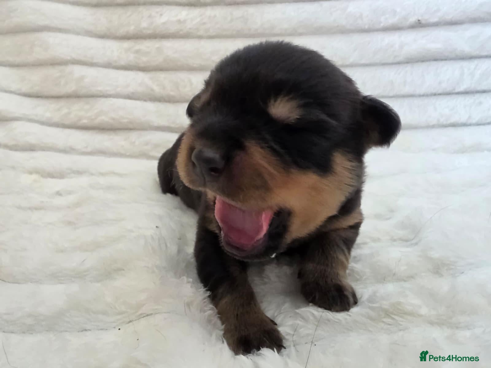 Rottweiler dogs Healthy & Chunky Family Raised Rottweiler Puppies - Advert 1