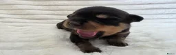 Rottweiler dogs for sale: Healthy & Chunky Family Raised Rottweiler Puppies - Advert 1