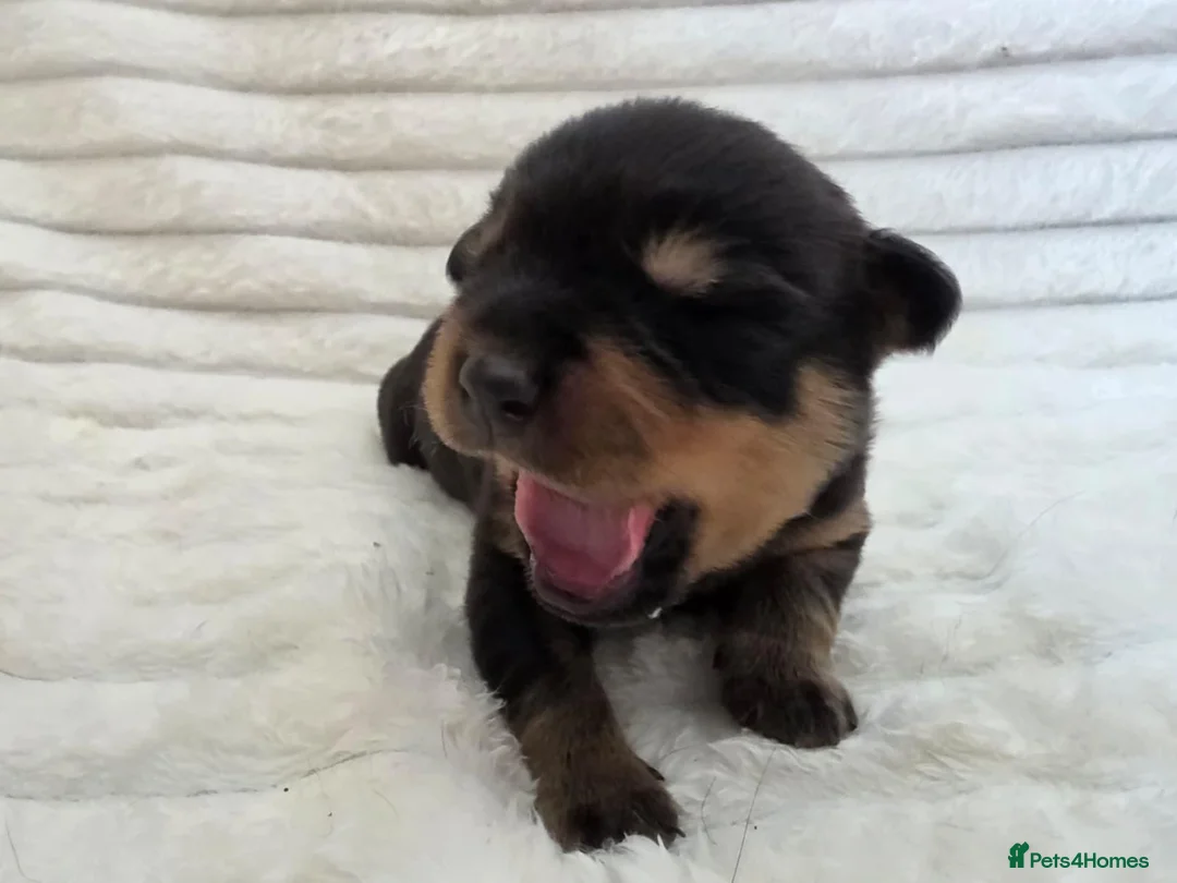 Rottweiler dogs for sale: Healthy & Chunky Family Raised Rottweiler Puppies - Advert 1