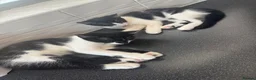 Mixed Breed cats for adoption: Beautiful Black & White Mixed Breed Kittens   in Lichfield - Advert 7