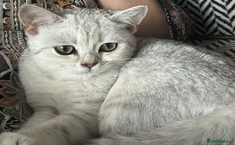 British Shorthair cats - Advert 5