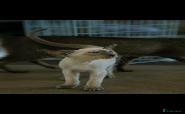 Oriental cats - Advert 1