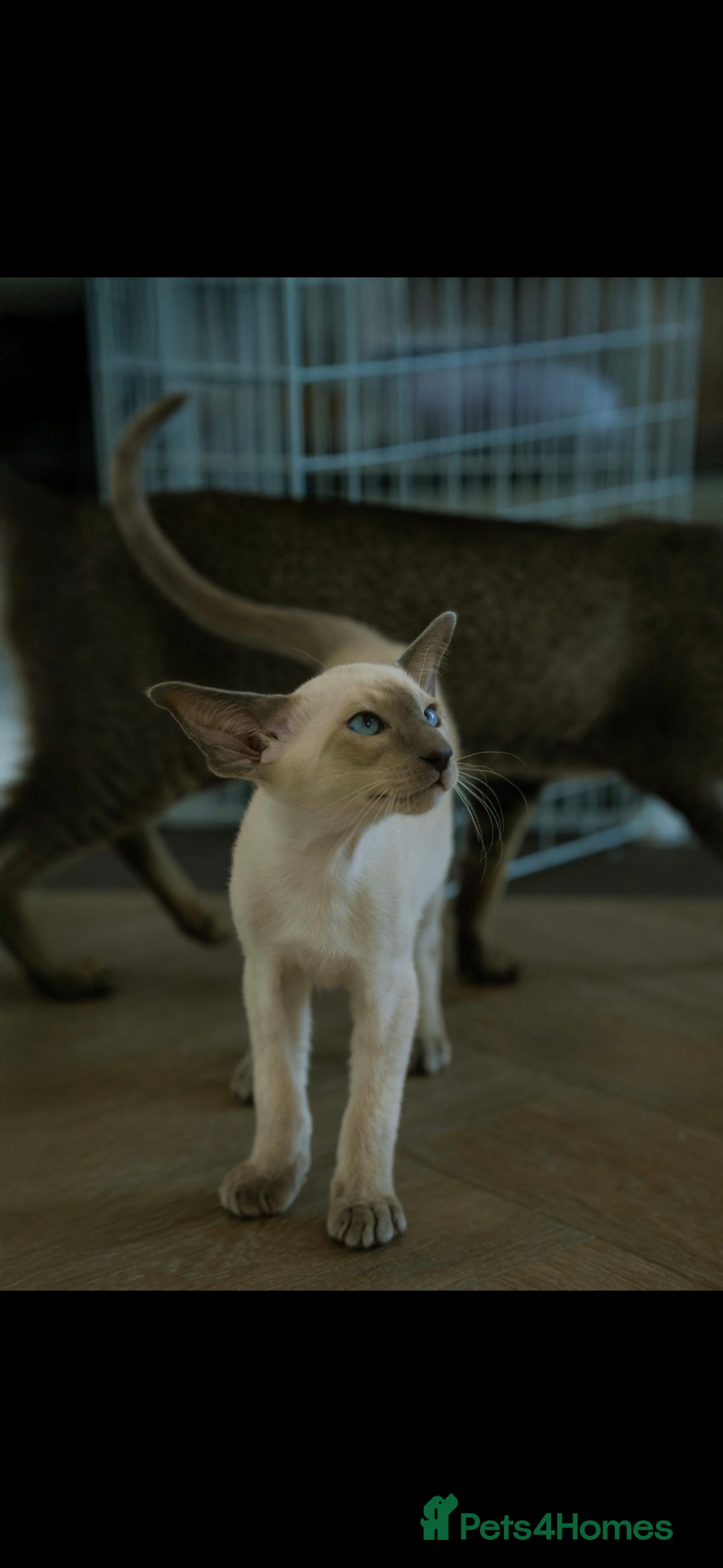 Oriental cats for sale: Stunning beautiful Oriental kitten BOY - Image 1